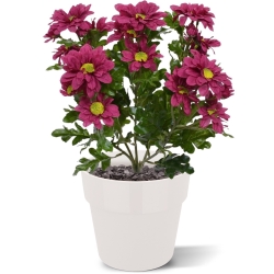 Bouquet artificiale di crisante 35 cm bordeaux
