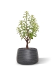 Bouquet artificiale di Crassula Bonsai 40 cm grigio