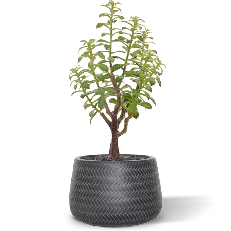 Bouquet artificiale di Crassula Bonsai 40 cm grigio