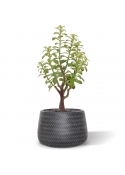 Bouquet artificiale di Crassula Bonsai 40 cm grigio