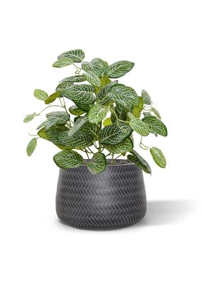Pianta artificiale di Fittonia 40 cm Varigata (cespuglio)