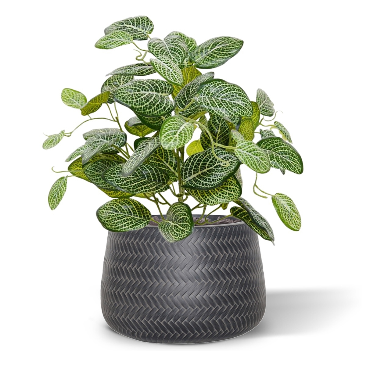 Pianta artificiale di Fittonia 40 cm Varigata (cespuglio)