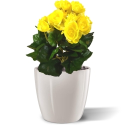 Bouquet artificiale di begonie 20 cm giallo