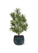Bouquet artificiale di Podocarpus 50 cm UV