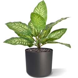 Bouquet artificiale Dieffenbachia Zebra 25 cm