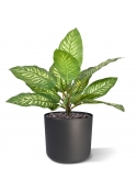 Bouquet artificiale Dieffenbachia Zebra 25 cm