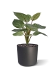 Filodendro Birkin pianta artificiale 30 cm