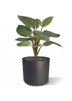 Filodendro Birkin pianta artificiale 30 cm