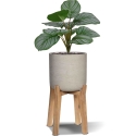 Bouquet di Calathea Orbifolia 30cm verde/grigio