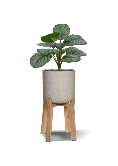 Bouquet di Calathea Orbifolia 30cm verde/grigio