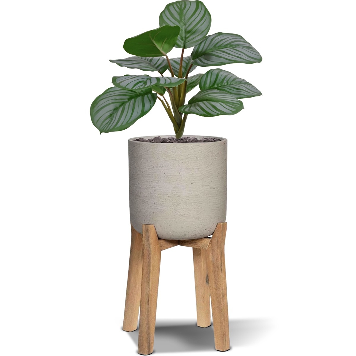 Bouquet di Calathea Orbifolia 30cm verde/grigio