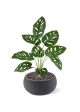 Monstera Adonsonii pianta artificiale 40 cm