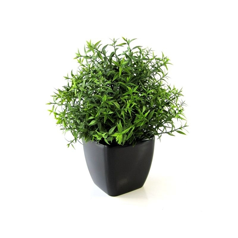 Eucalipto 35 cm in vaso