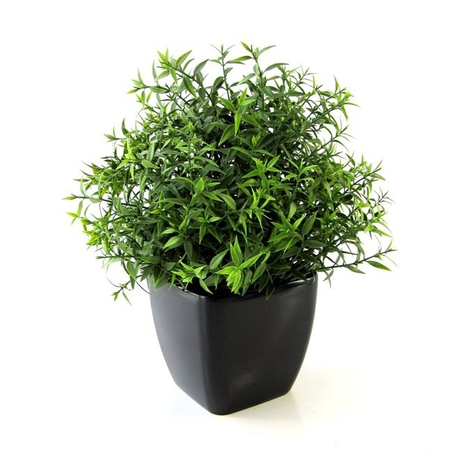 Eucalipto 35 cm in vaso