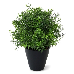 Eucalipto 35 cm in vaso