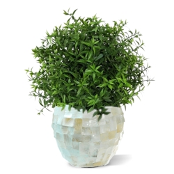 Eucalipto 35 cm in vaso