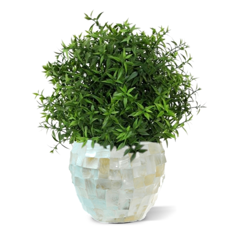 Eucalipto 35 cm in vaso