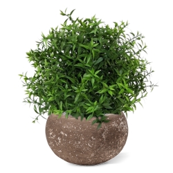 Eucalipto 35 cm in vaso