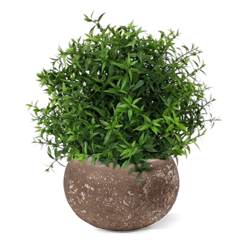 Eucalipto 35 cm in vaso