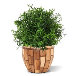 Eucalipto 35 cm in vaso