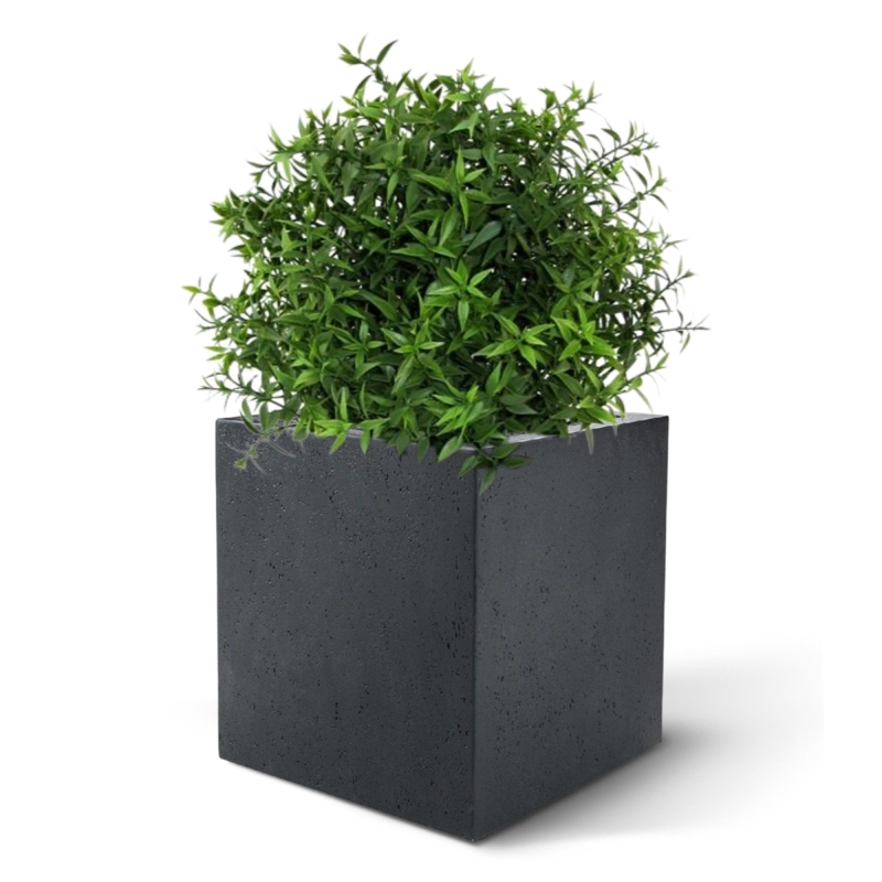 Eucalipto 35 cm in vaso