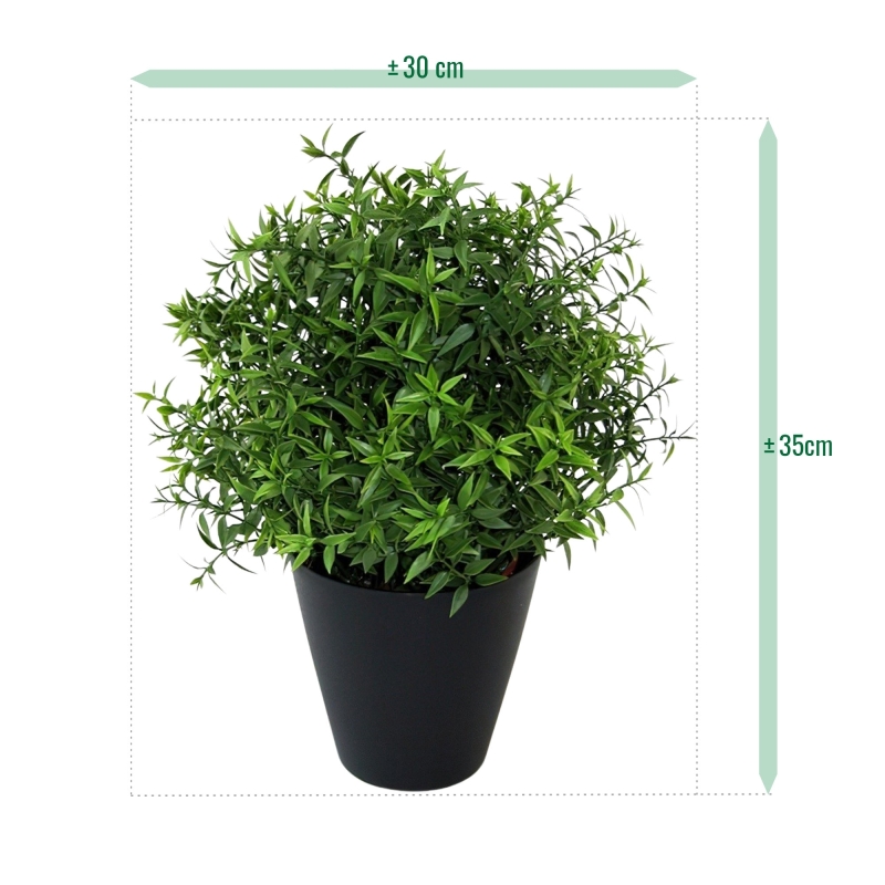 Eucalipto 35 cm in vaso