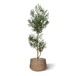 Olivo artificiale promo 180cm