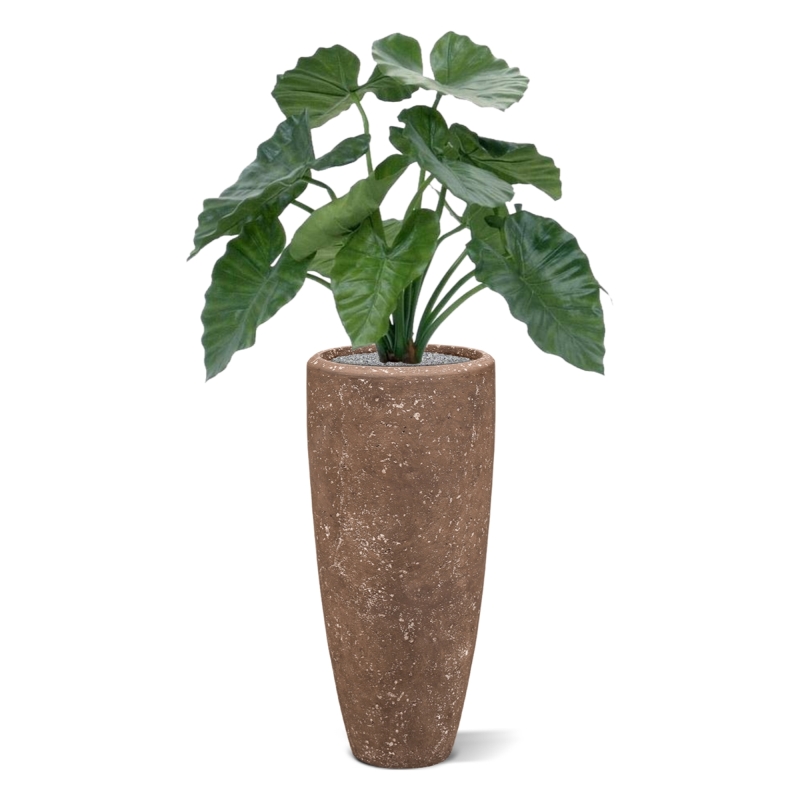 Alocasia Calidora 60 cm
