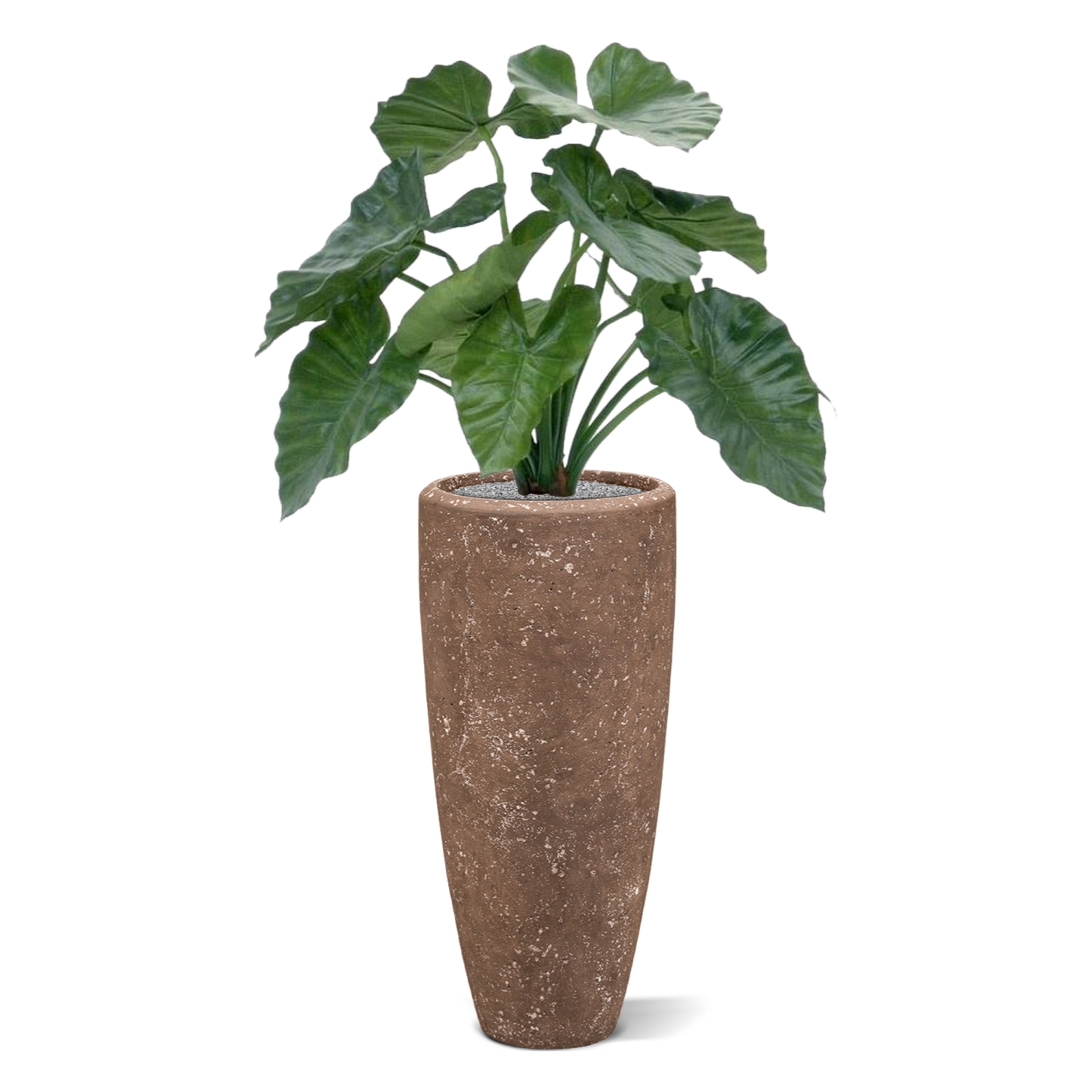 Alocasia Calidora 60 cm