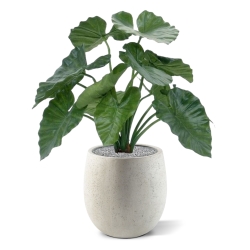 Alocasia Calidora 60 cm