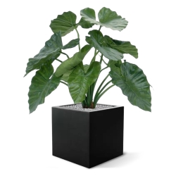 Alocasia Calidora 60 cm