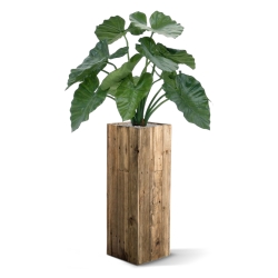 Alocasia Calidora 60 cm