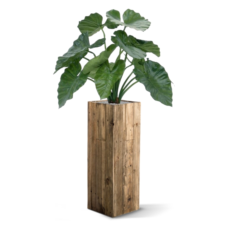 Alocasia Calidora 60 cm