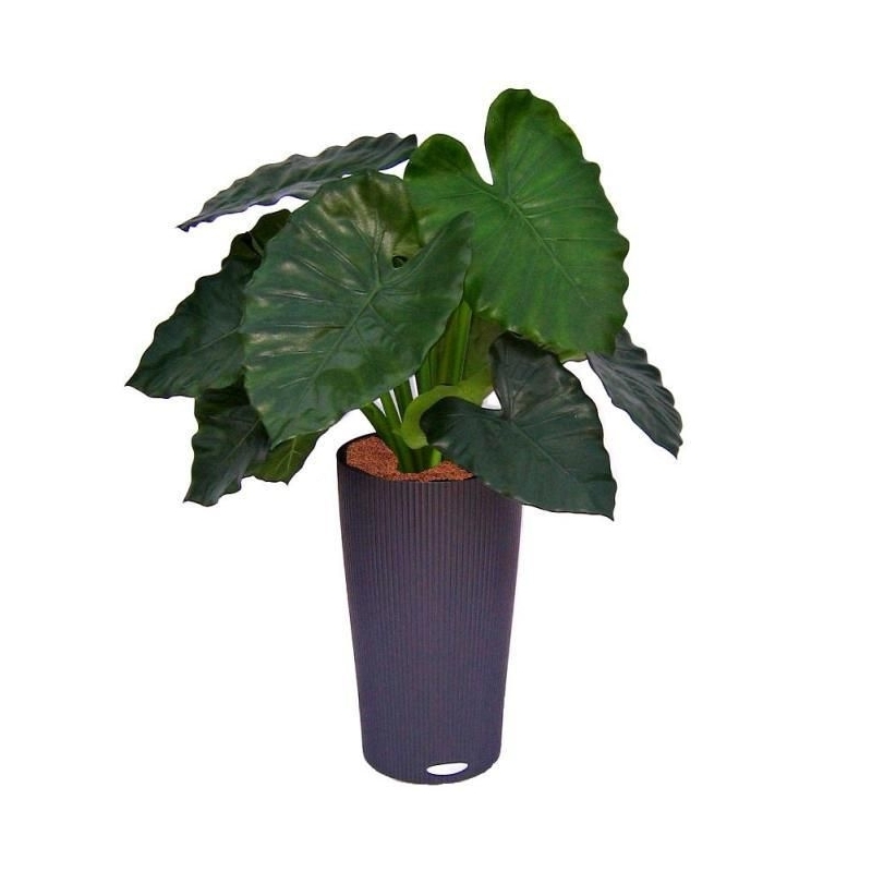 Alocasia Calidora 60 cm