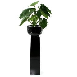 Alocasia Calidora 60 cm