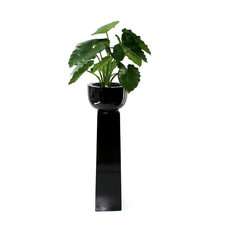 Alocasia Calidora 60 cm