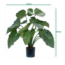 Alocasia Calidora 60 cm