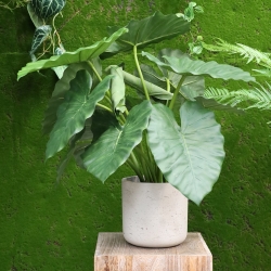 Alocasia Calidora 60 cm