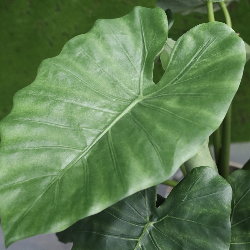 Alocasia Calidora 60 cm