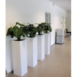 Alocasia Calidora 60 cm