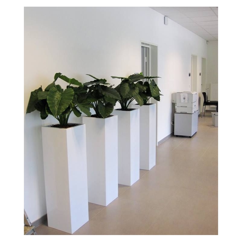 Alocasia Calidora 60 cm