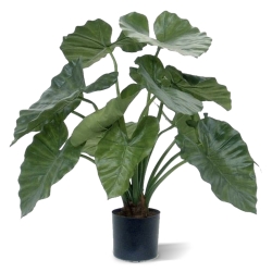 Alocasia Calidora 60 cm