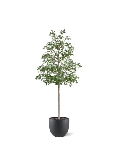 Albero artificiale Bucida Shady Lady verde 400 cm