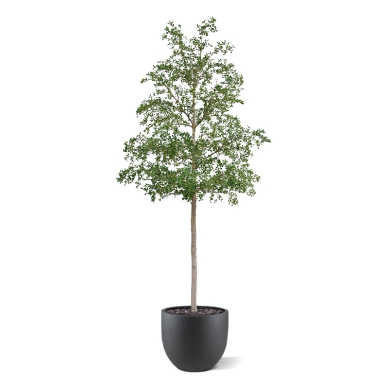 Albero artificiale Bucida Shady Lady verde 400 cm