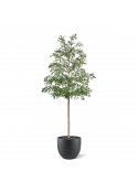 Albero artificiale Bucida Shady Lady verde 400 cm