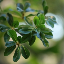 Albero artificiale Bucida Shady Lady verde 400 cm