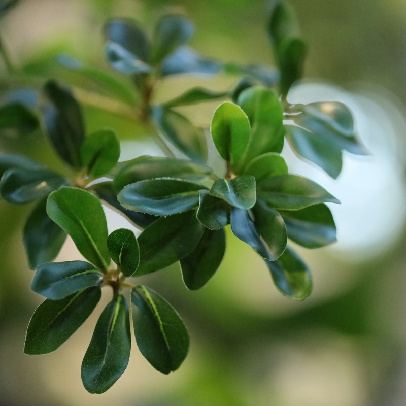 Albero artificiale Bucida Shady Lady verde 400 cm
