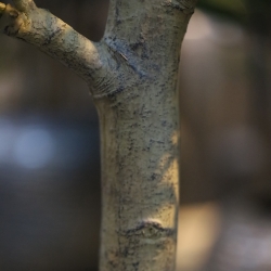Albero artificiale Bucida Shady Lady verde 400 cm