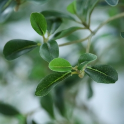 Albero artificiale Bucida Shady Lady verde 400 cm