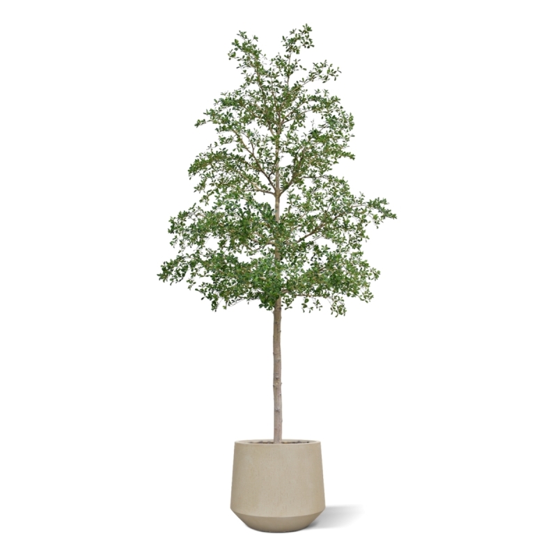 Albero artificiale Bucida Shady Lady verde 400 cm